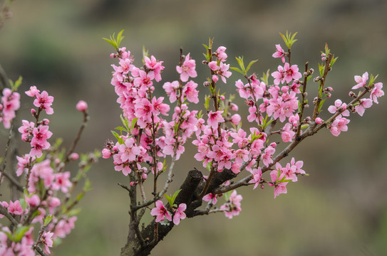 桃花春色