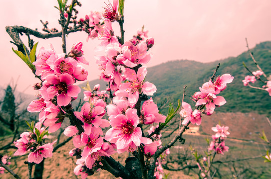 桃花（廣角微距）