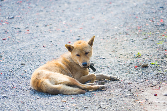 中華田園犬