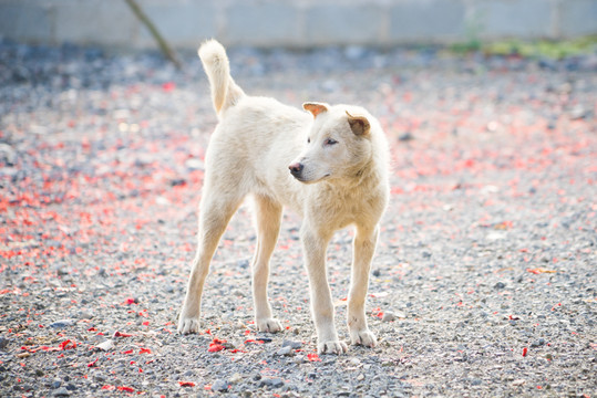 中華田園犬