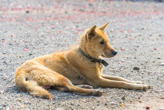 中華田園犬
