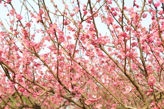 梅花 鮮花