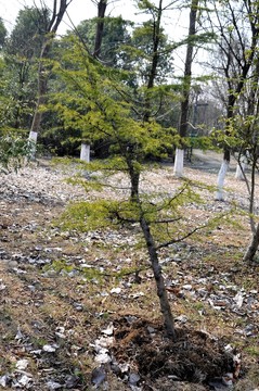 綠樹(shù) 小樹(shù)