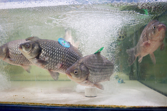 野生鯽魚活鯽魚