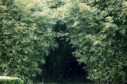 竹子 竹林