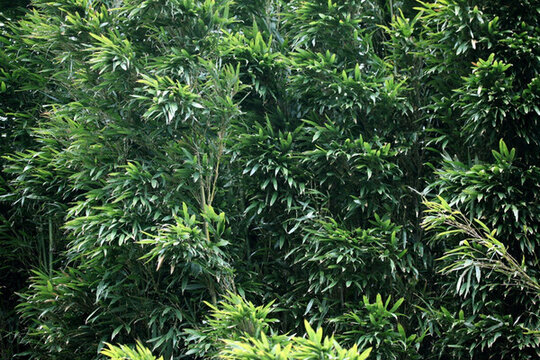 竹子 竹林 竹子圖片