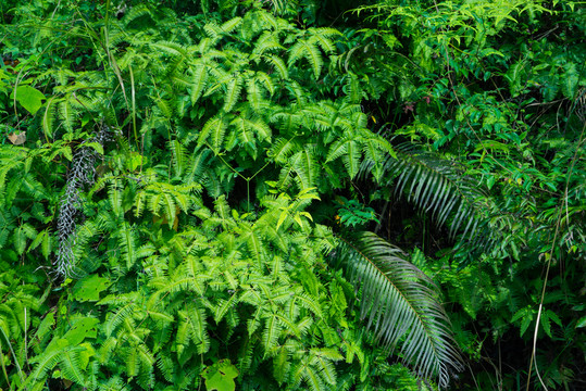 垂直綠化植物墻園林設(shè)計(jì)