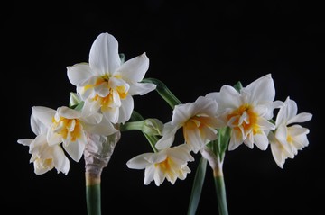 水仙花