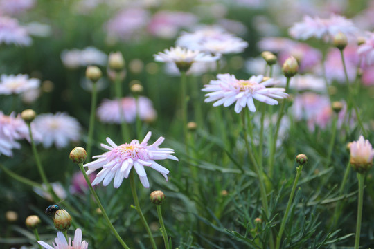 小雛菊