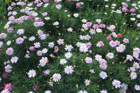 小雛菊