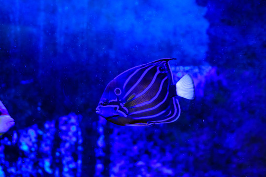 海洋觀賞魚