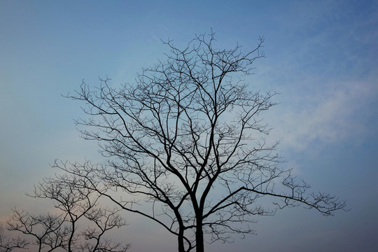 枯枝 天空 傍晚