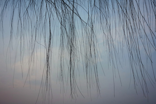 傍晚的枯枝天空