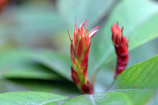新芽 春芽