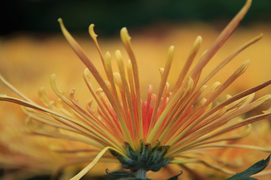 菊花