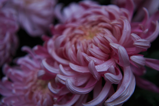 菊花