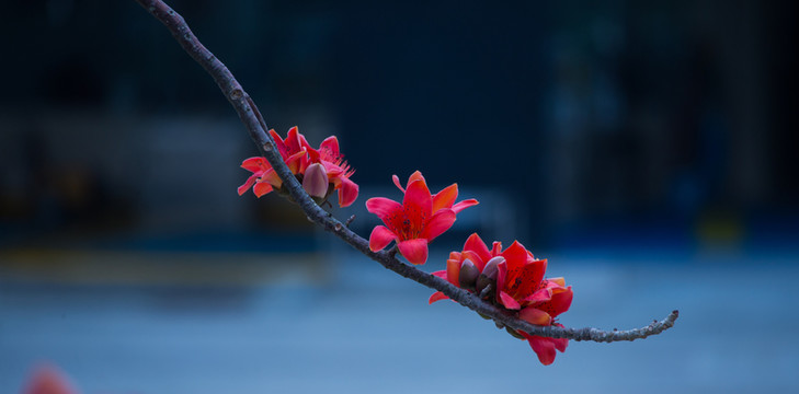 木棉花