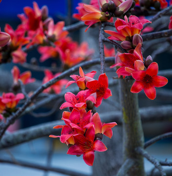 木棉花