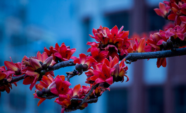 木棉花