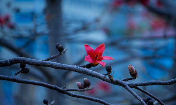 木棉花