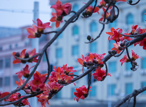 木棉花