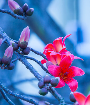 木棉花