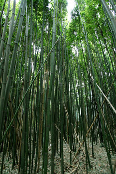 竹子 竹林