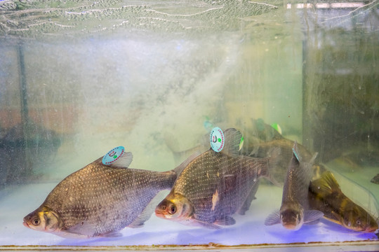 活鳊魚(yú) 魚(yú)缸里的鳊魚(yú)