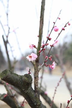 梅樹梅花