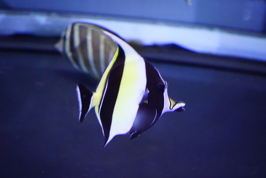 熱帶魚