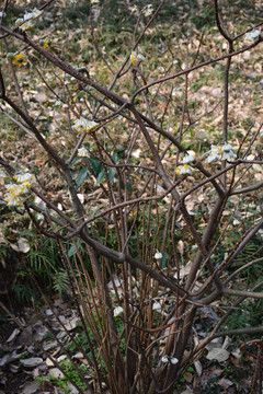 結(jié)香 結(jié)香花