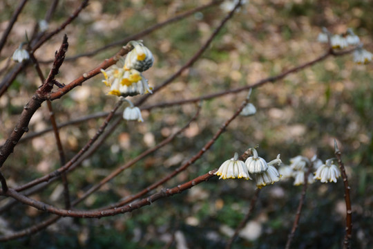 結(jié)香 結(jié)香花