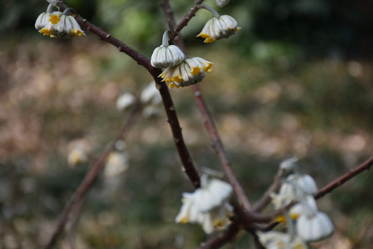 結(jié)香 結(jié)香花