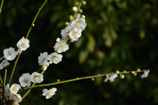 梅花 梅花素材