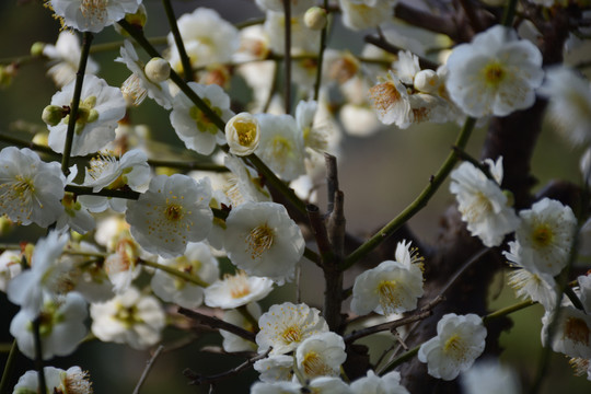 梅花 梅花素材