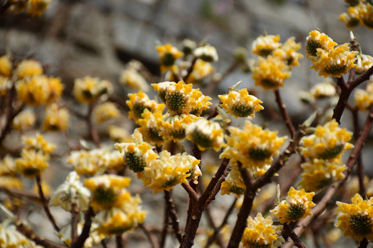 結(jié)香 結(jié)香花