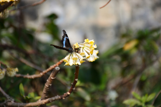 結(jié)香 結(jié)香花