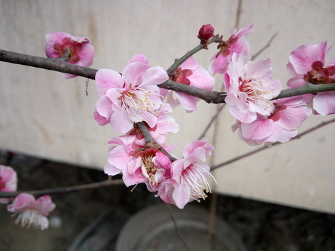 桃花 粉色花朵