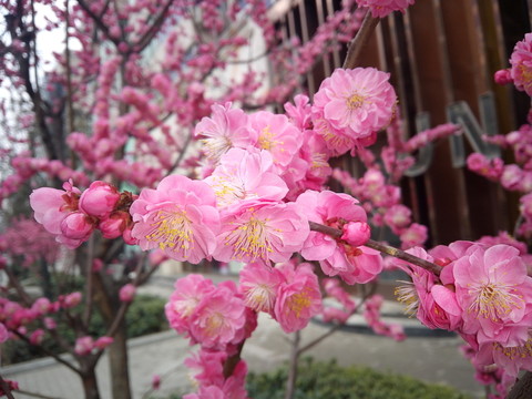 粉嫩桃花 美人面