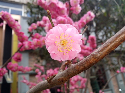 桃花特寫 戶外寫意