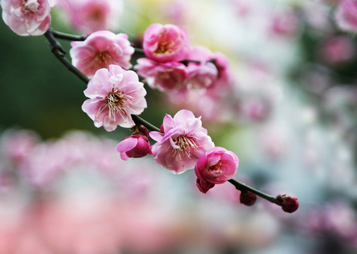 梅花