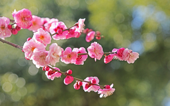 梅花