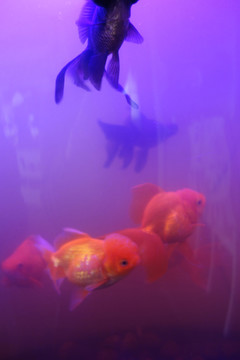 金魚