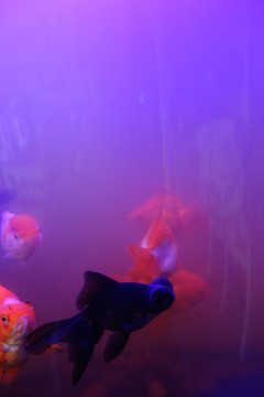 金魚(yú)