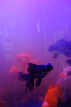 金魚