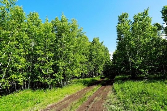 夏季樺樹林