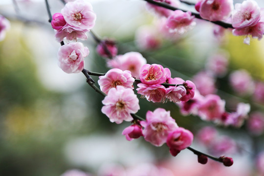 梅花
