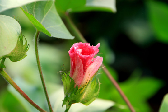 棉花花