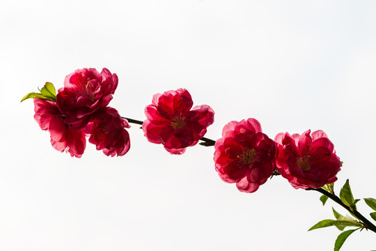 桃花