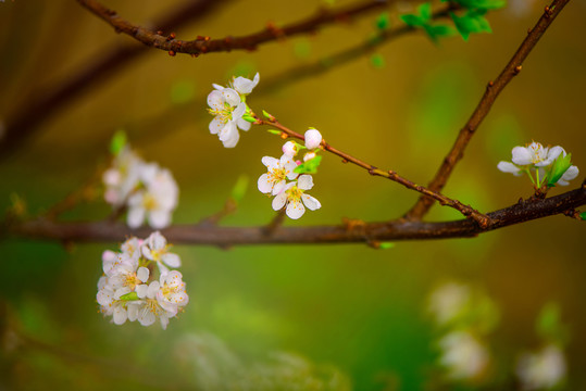 李樹花